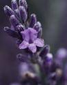 Culinary Uses of Lavender